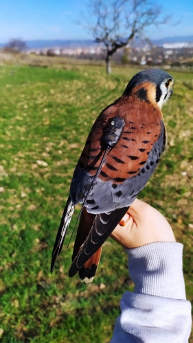 common kestrel