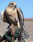 IV TROFEO VERSÁTIL DE PEQUEÑAS AVES RAPACES